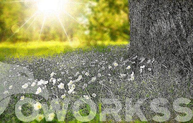 service image service image